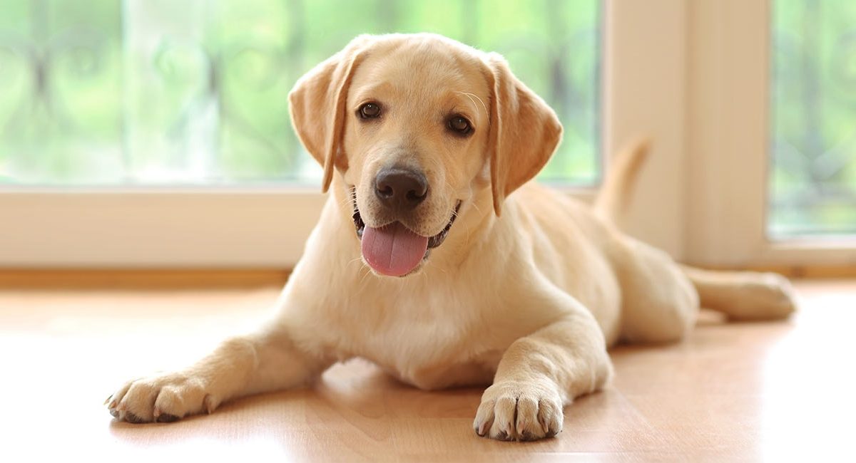Treating Yeast Infections in Dogs