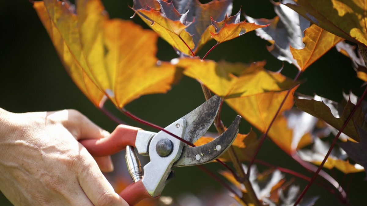 When is the Best Time to Prune a Tree