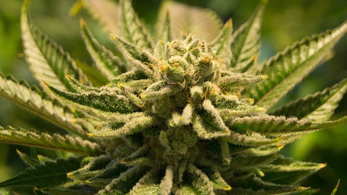 CBD FLOWER: The Reason to Take It