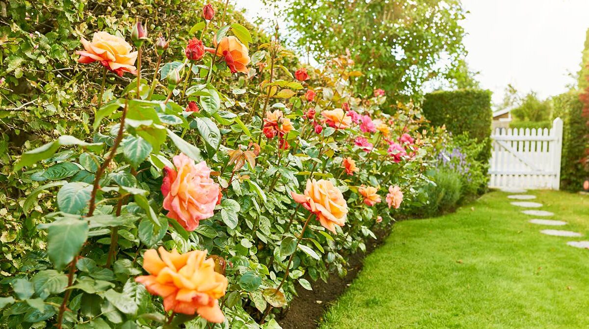 What’s the difference between organic and natural lawn feeds?
