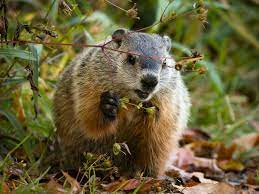 7 Things Groundhogs Like To Eat