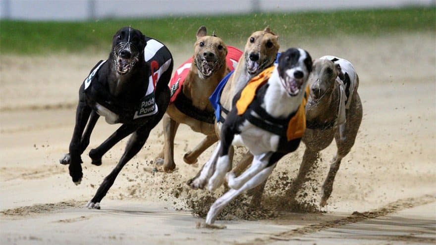 Consider These Things When You Bet On Greyhound Racing