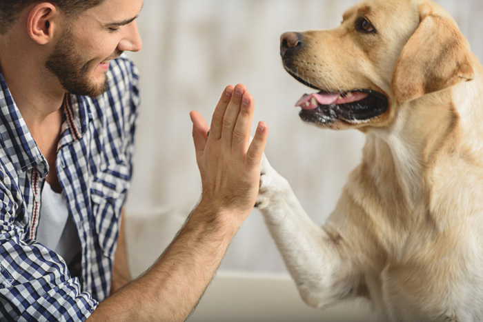 What Is Animal-Assisted Therapy(Pet Therapy)?