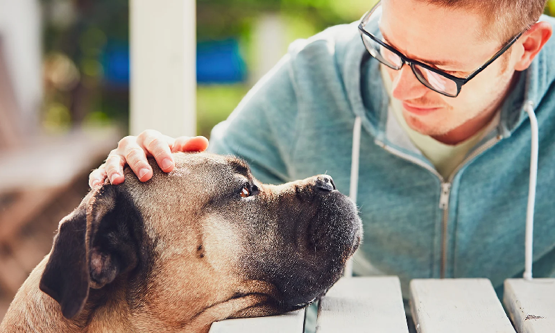 Benefits of Pets in Addiction Recovery: Pets Help to Overcome Loneliness.