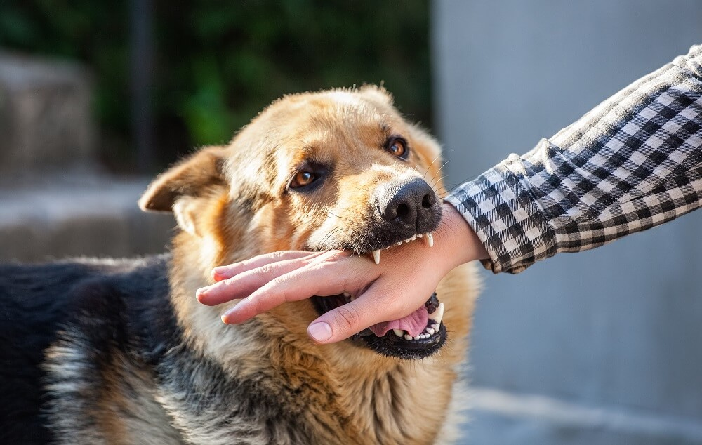 THE OPERATIONS OF A DOG BITE ATTORNEY