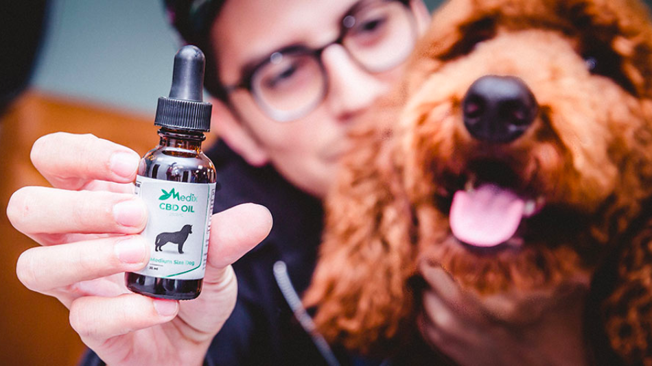 Things to Consider When Purchasing CBD for Your Canine Friend