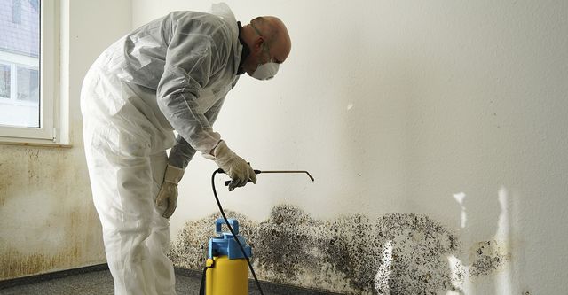 Best  Mold Removal Services For Home and business owner 
