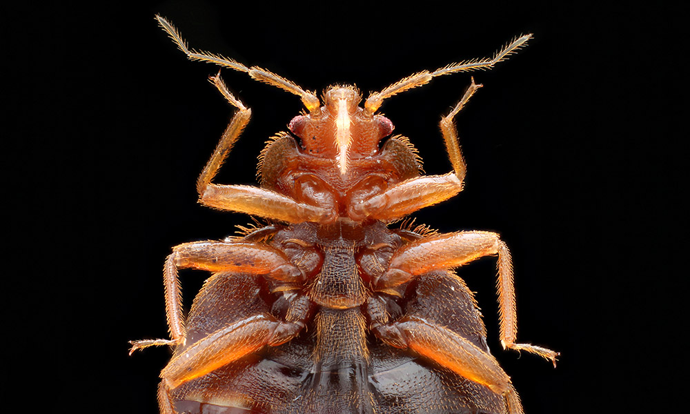 Understand the Bed Bug Life Cycle and Professional Bed Bug Control in Houston