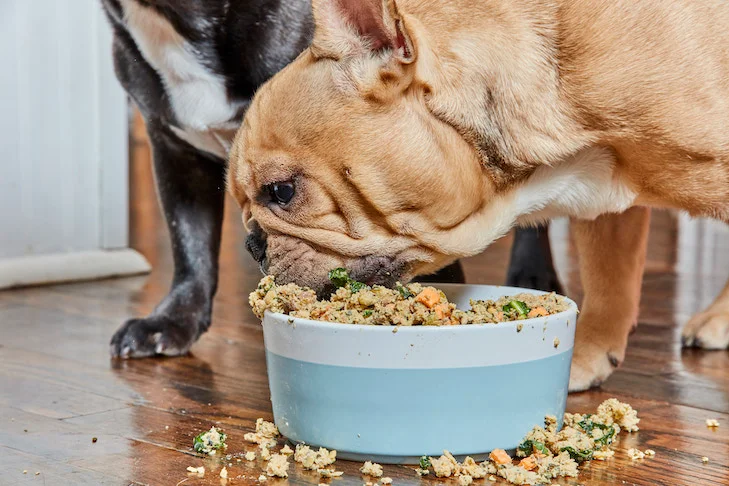 Determining the Frequency of Feeding your Dog