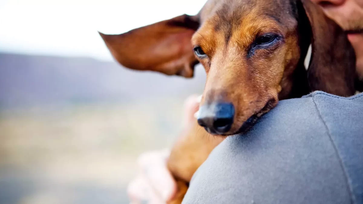 Celebrating and Honoring Your Furry Friends with Pet Memorial Gifts