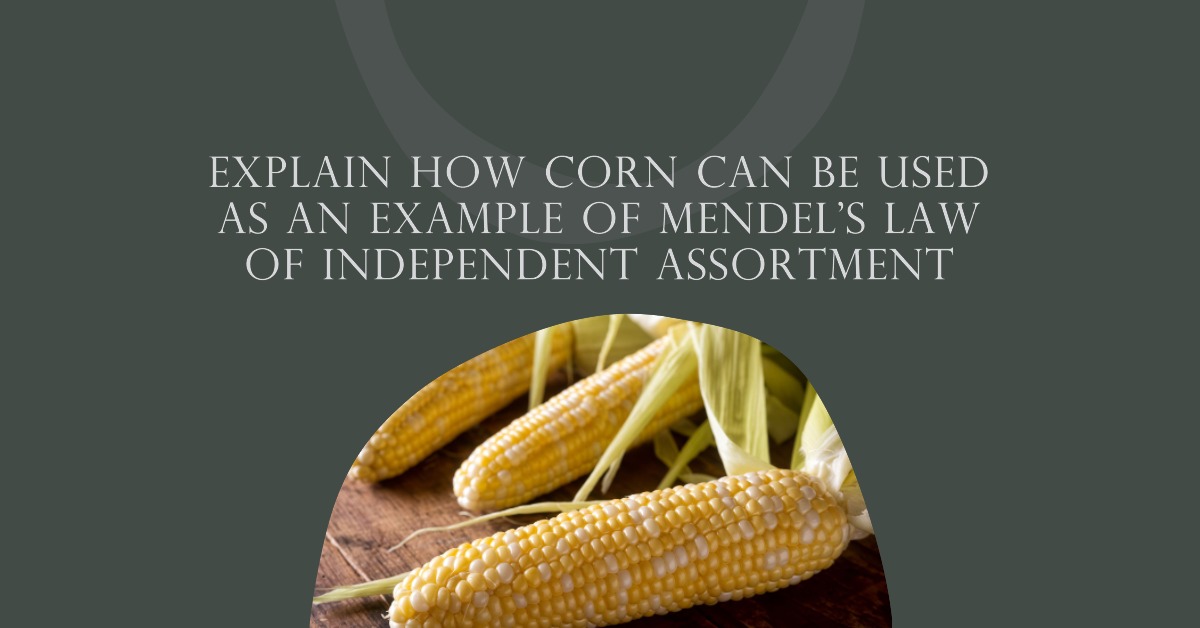 Explain How Corn Can Be Used as an Example of Mendel’s Law of Independent Assortment