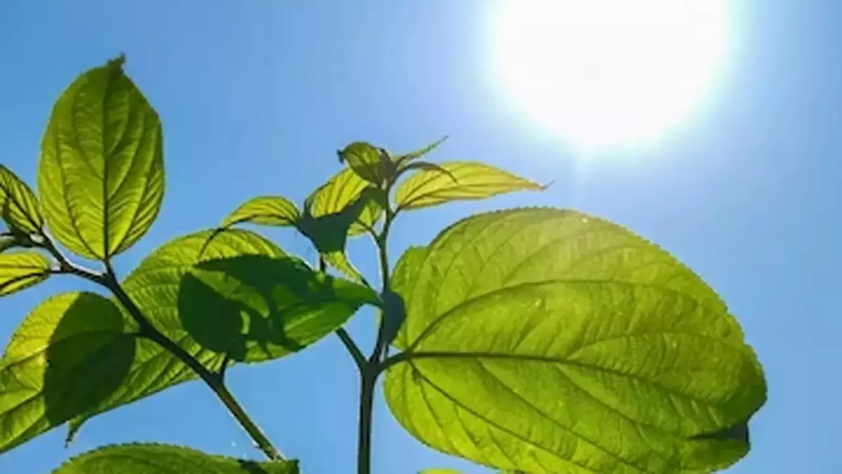 Green Thumb Secrets: Unlocking Healthier Plant Growth