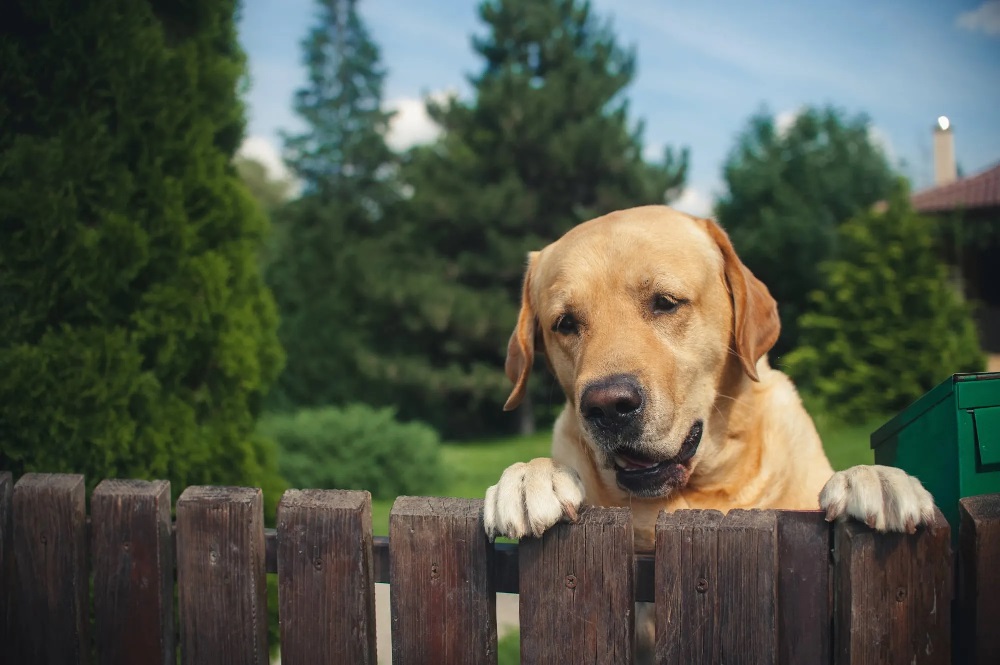 The Rise of Wireless Dog Containment: A Revolutionary Pet Fence Solution
