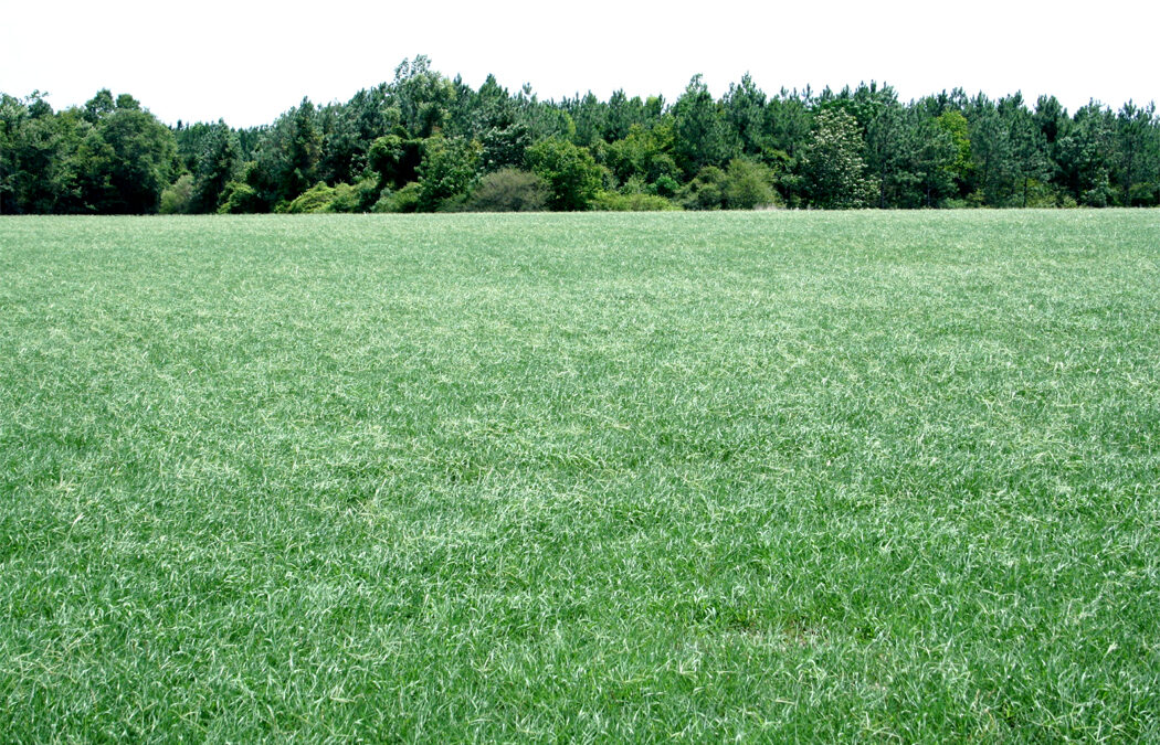 Pasture Grass Mixed or Single Species Customized For the Region 
