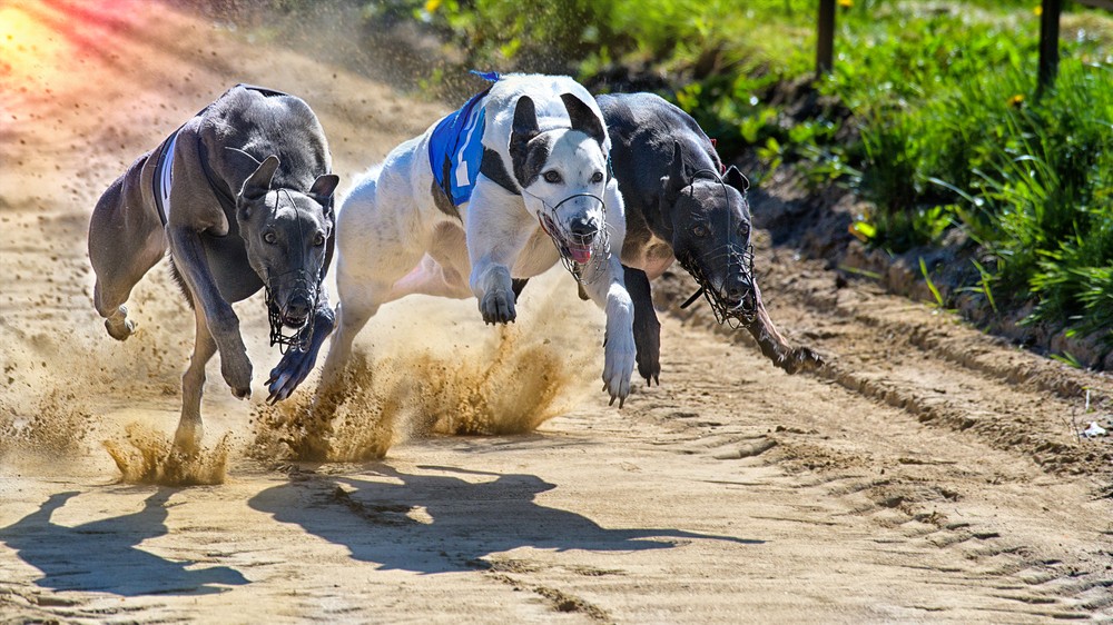 Unleash Your Winning Streak: Betting on Greyhounds 101