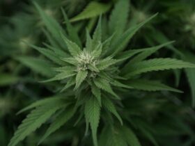 Craft Cannabis