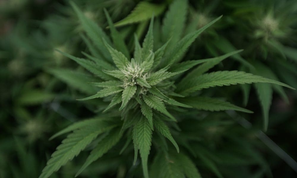 Craft Cannabis