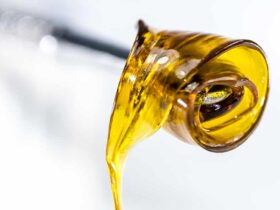 cbd oil for dogs canada