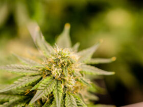THCA flower