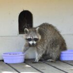 Pro for Raccoon Removal