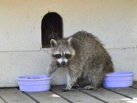 Pro for Raccoon Removal