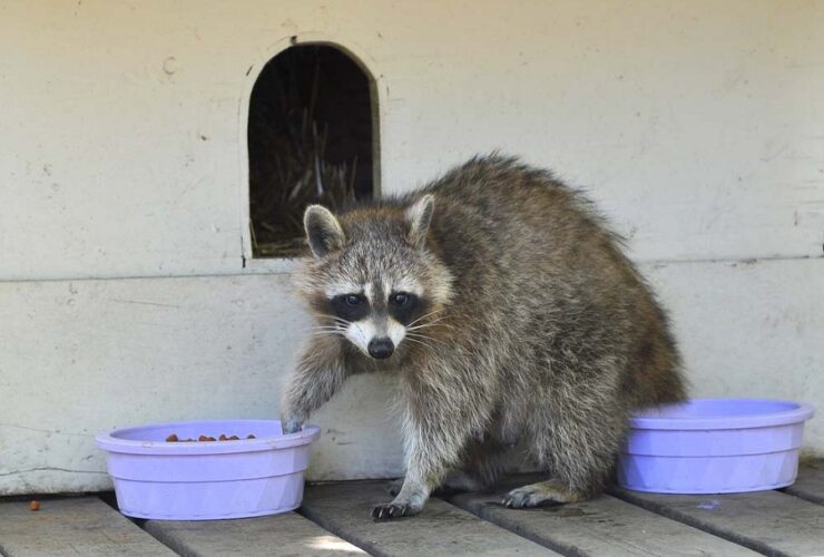 Pro for Raccoon Removal