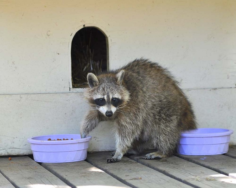 Pro for Raccoon Removal